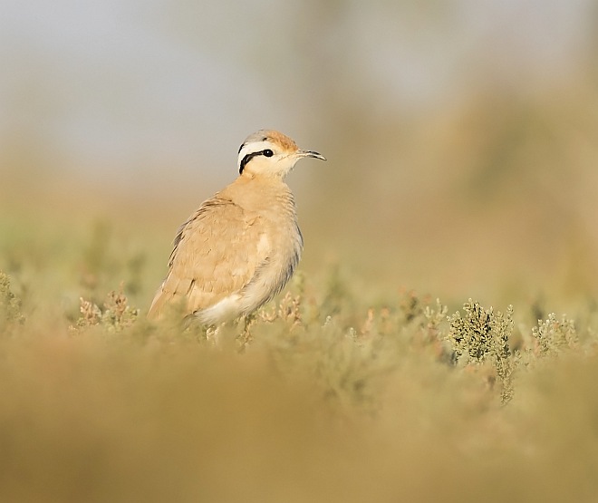 Cream Coloured Courser